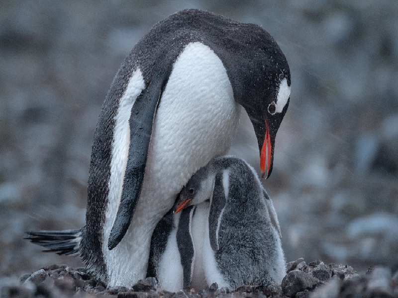 刘女士成功案例